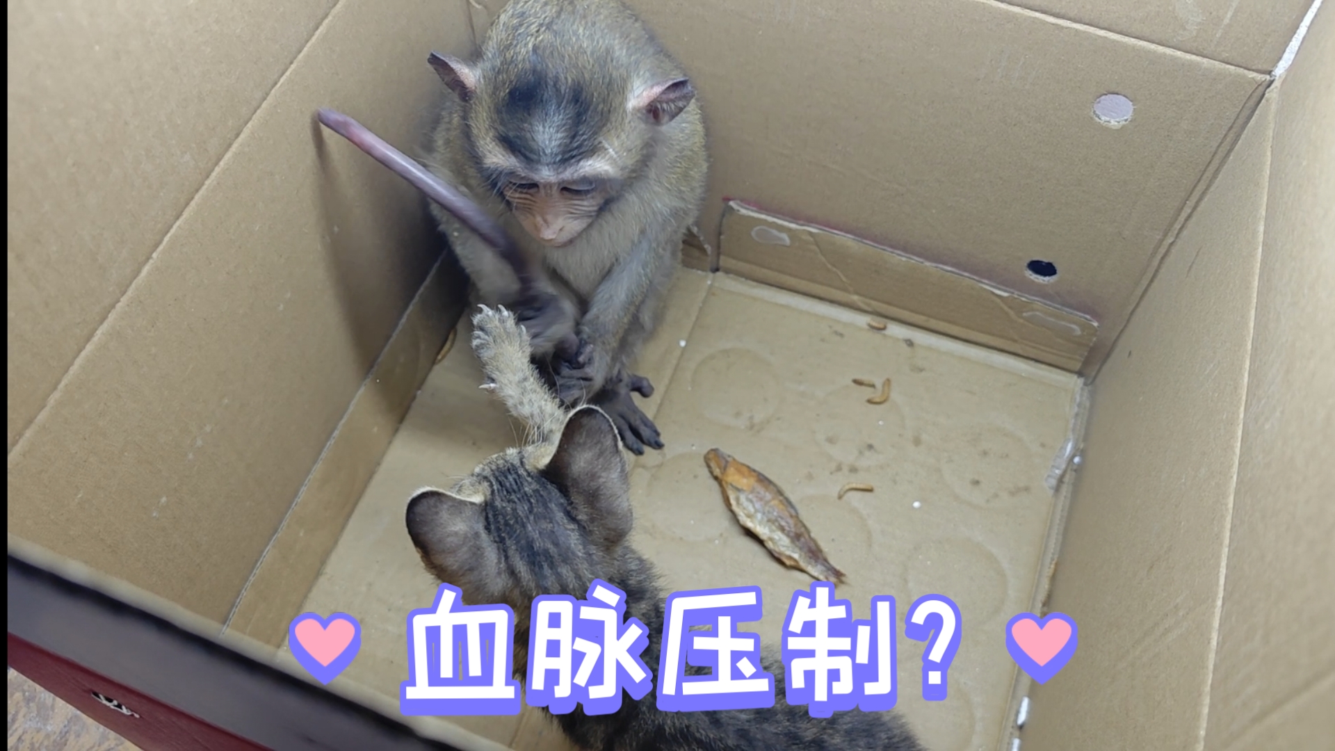 猴子对猫有血脉压制?了解动物间的性格就能做到很多不可能发生的事情-月下Van-月下Van-哔哩哔哩视频