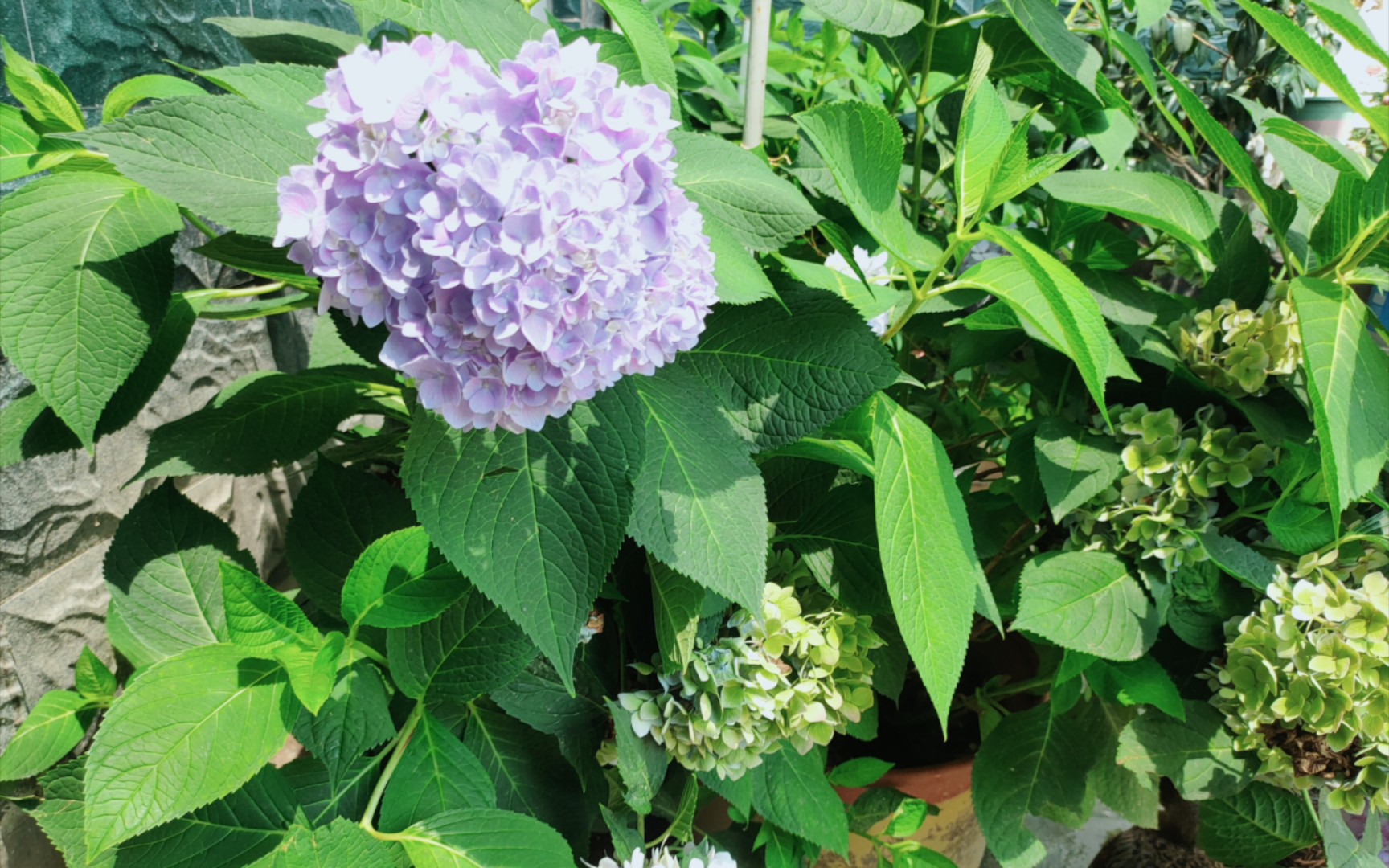 [图]记录花花日常之残酷的夏天