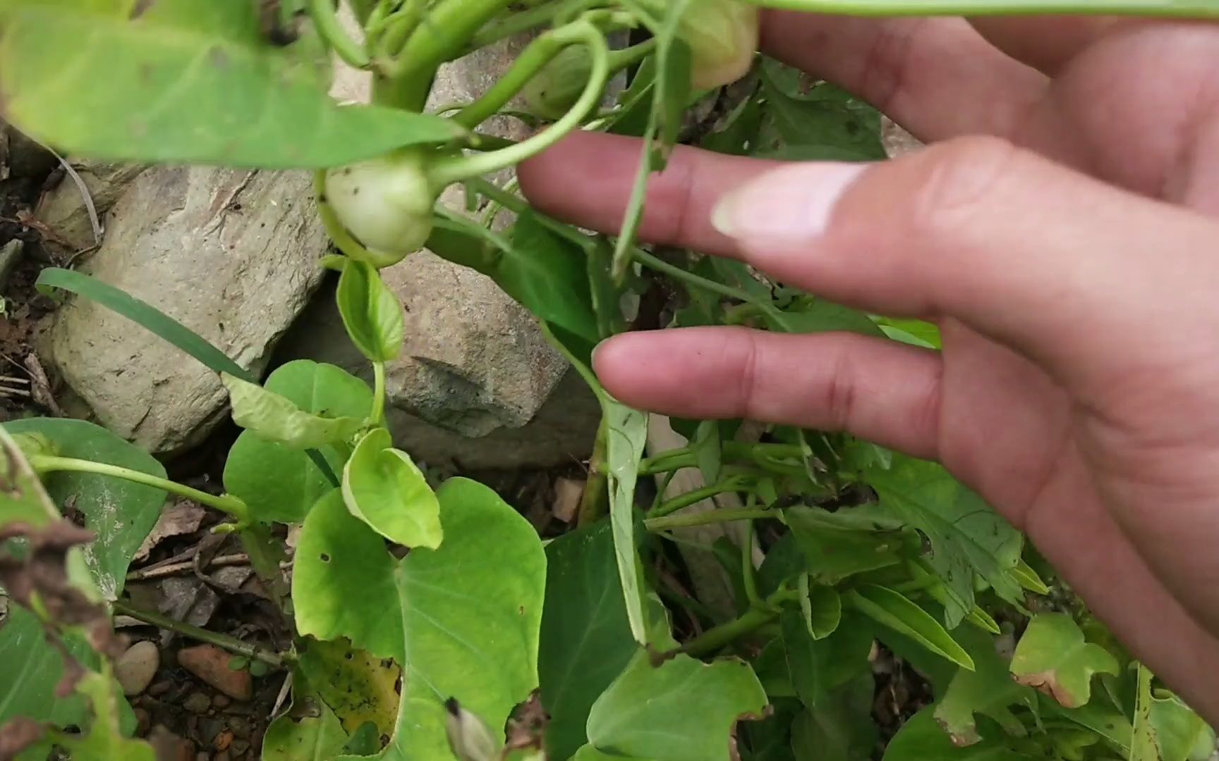 我又来菜园了,空心菜结了果