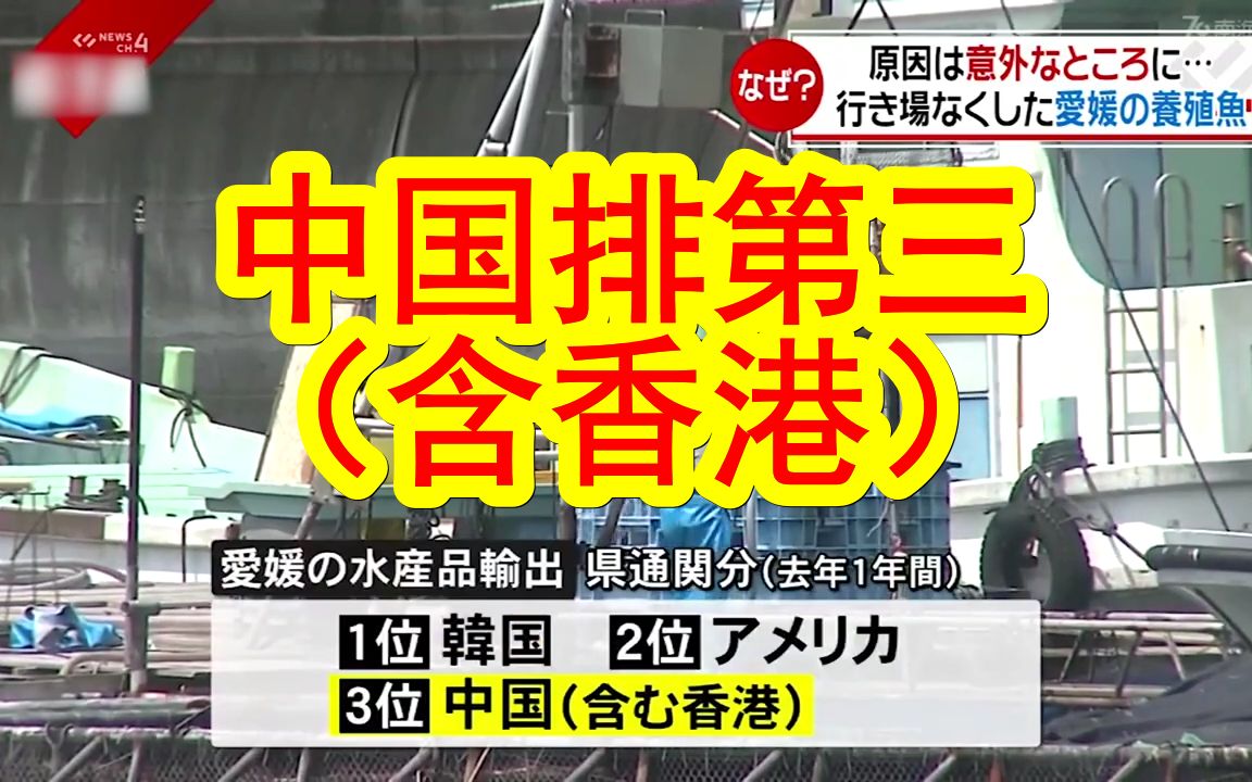 【中日双语】养殖的高级黄带拟鲹卖不出去,日本渔民又急又愁,当地渔政官员「正在要求日本政府去求撤销」哔哩哔哩bilibili