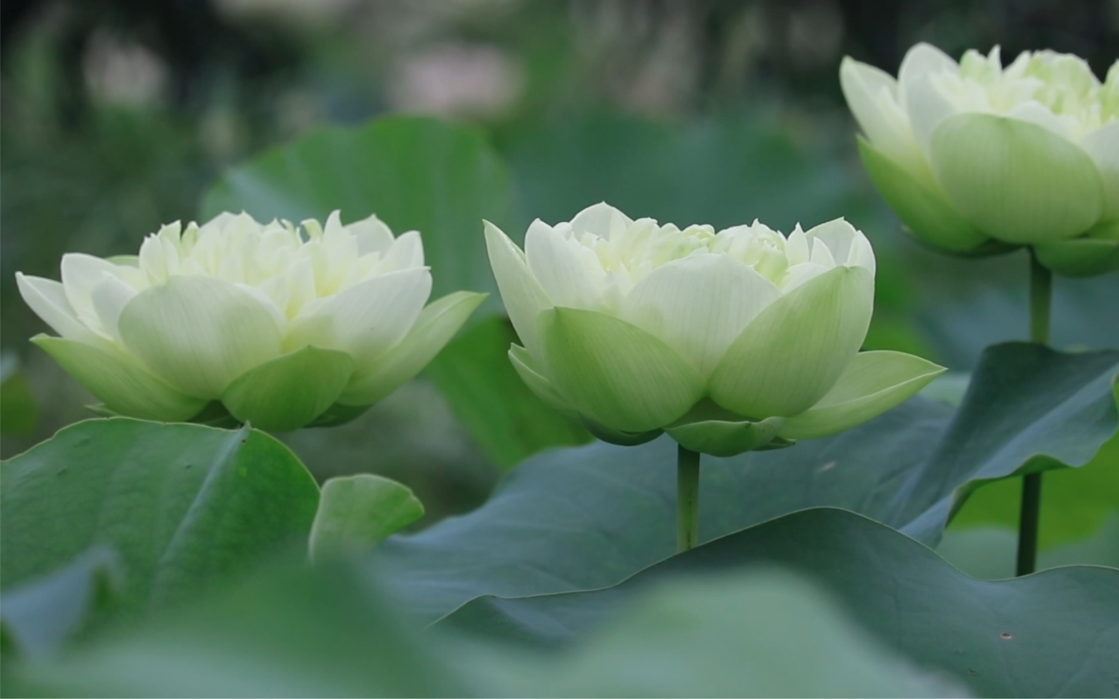 [图]荷花含量大于百分之五十，没有稳定器，看下来可能会有些晕～