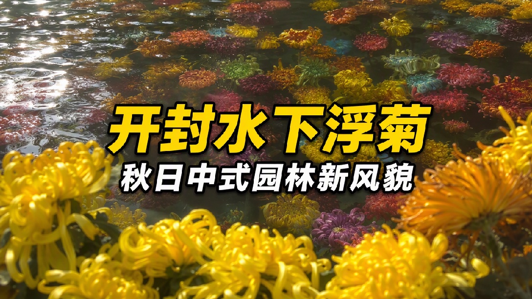 开封水下浮菊走红如莫奈油画，景区：打破地面赏菊固有思维，建议清晨打卡出片