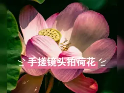 Download Video: 手搓长焦拍的荷花，900mmf8.5主力产品，拍月亮，拍静物，拍行星