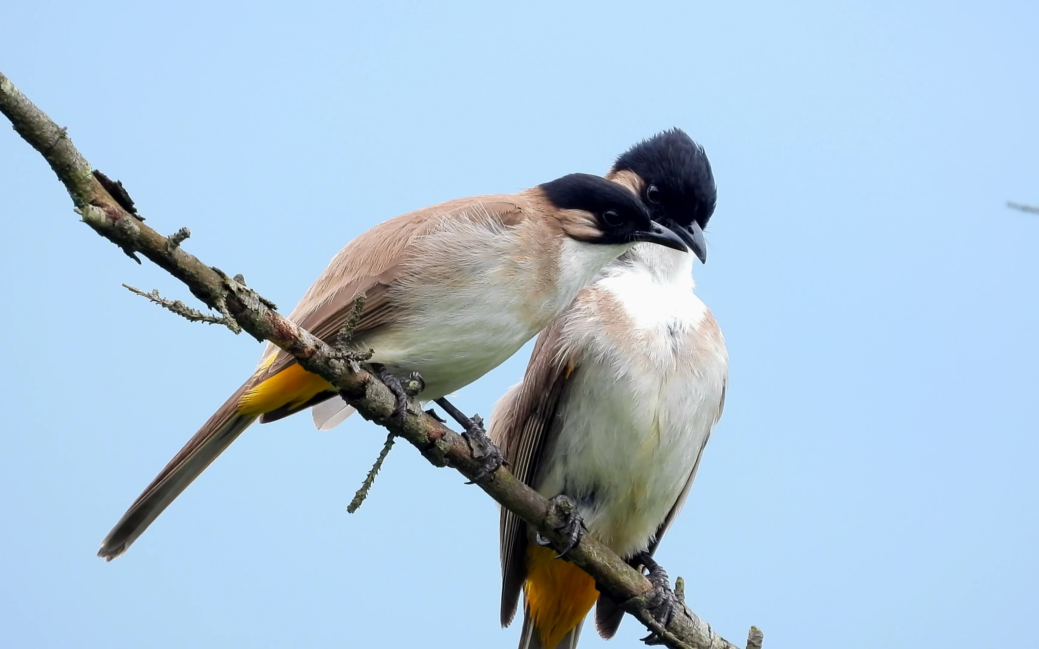 漂亮的小鸟黄臀鹎,亲密的一对_哔哩哔哩_bilibili