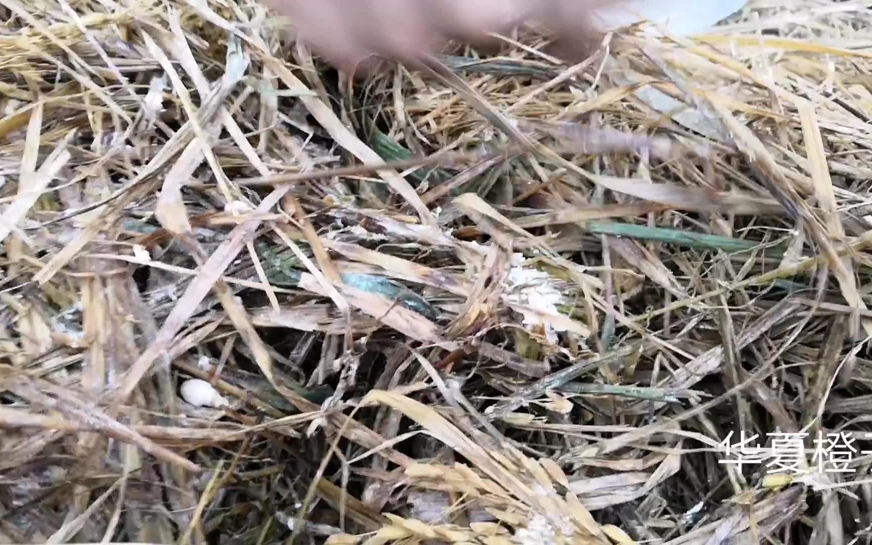 广西农村特产,稻草菌,样子像鸡腿蘑菇,野生无污染