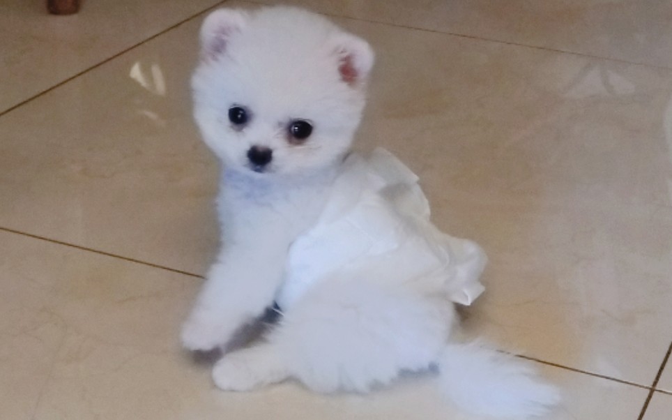 小奶狗一个月大的纯白小博美和小萝莉蹦蹦跳跳敲可爱63