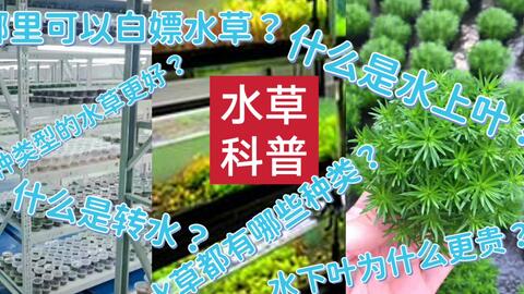 这居然是同一棵植株的叶子 水罗兰 水上叶和水下叶差距可以这么明显 哔哩哔哩 Bilibili
