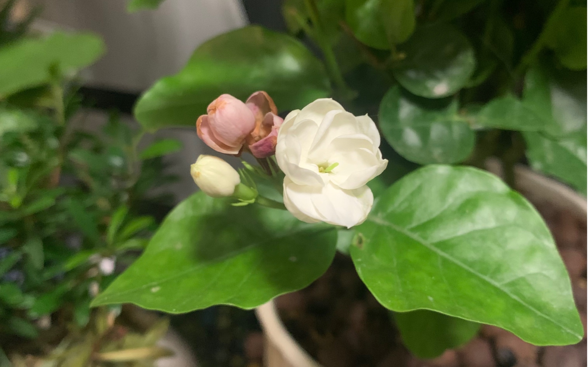 被天使吻过的茉莉花花