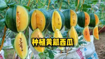 Download Video: 用编织袋种植黄瓤西瓜，方法简单易学，产量也不错