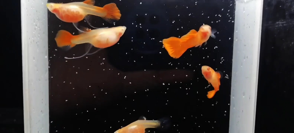 血红缎带玻璃体孔雀鱼同品质有