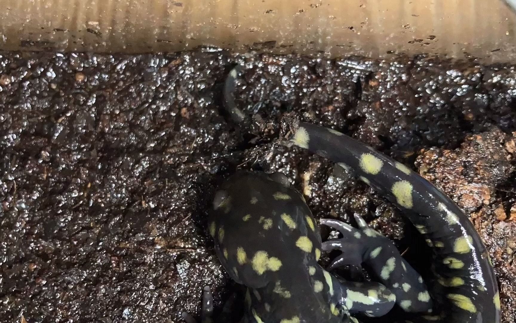 来看虎纹钝口螈amby同学蜕皮_哔哩哔哩 (゜-゜)つロ 干杯~-bilibili