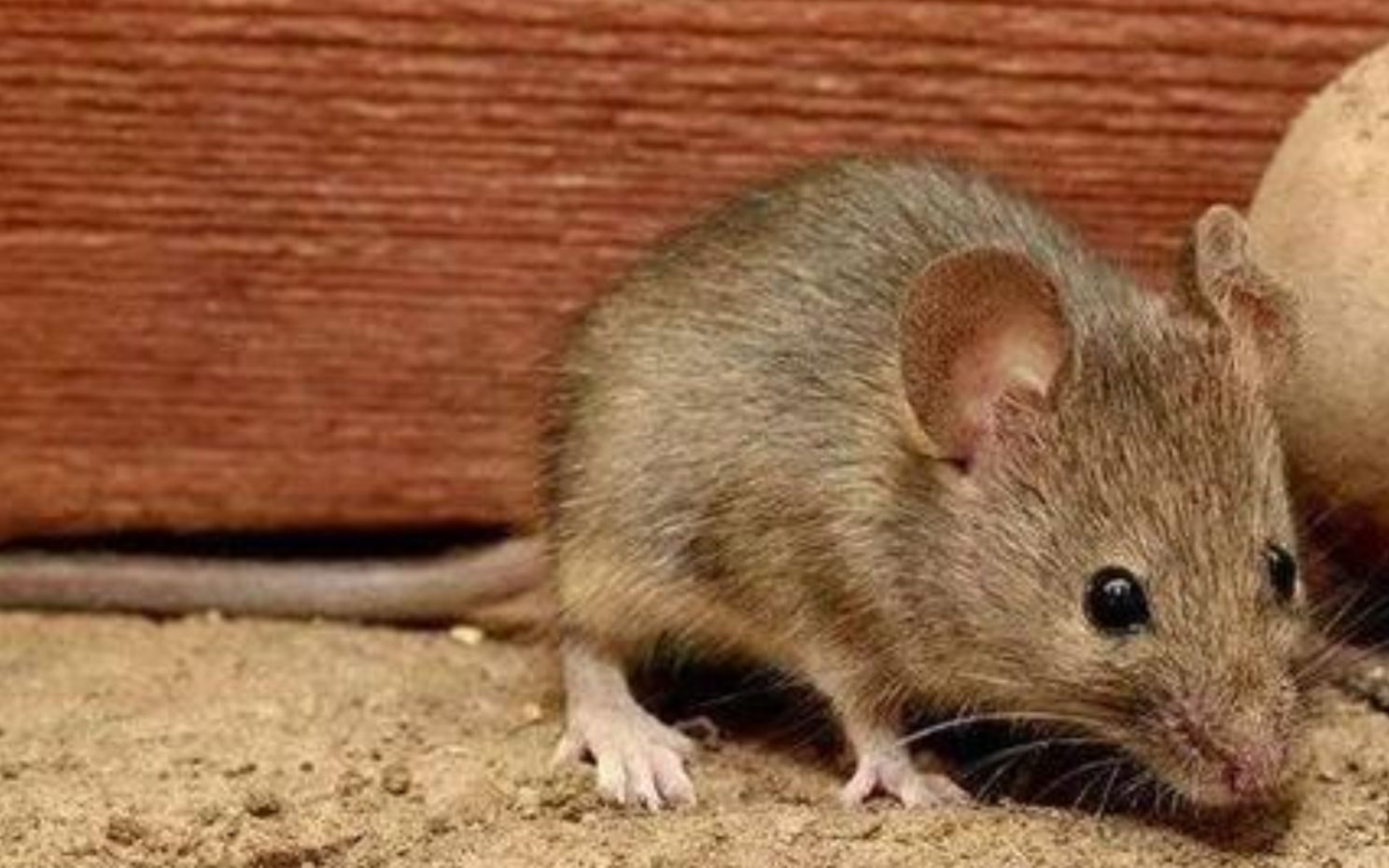 居民家中竟养了100多只老鼠成群出没