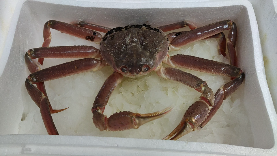 活动  2斤重的北太平洋雪蟹,张牙舞爪,鲜活美味