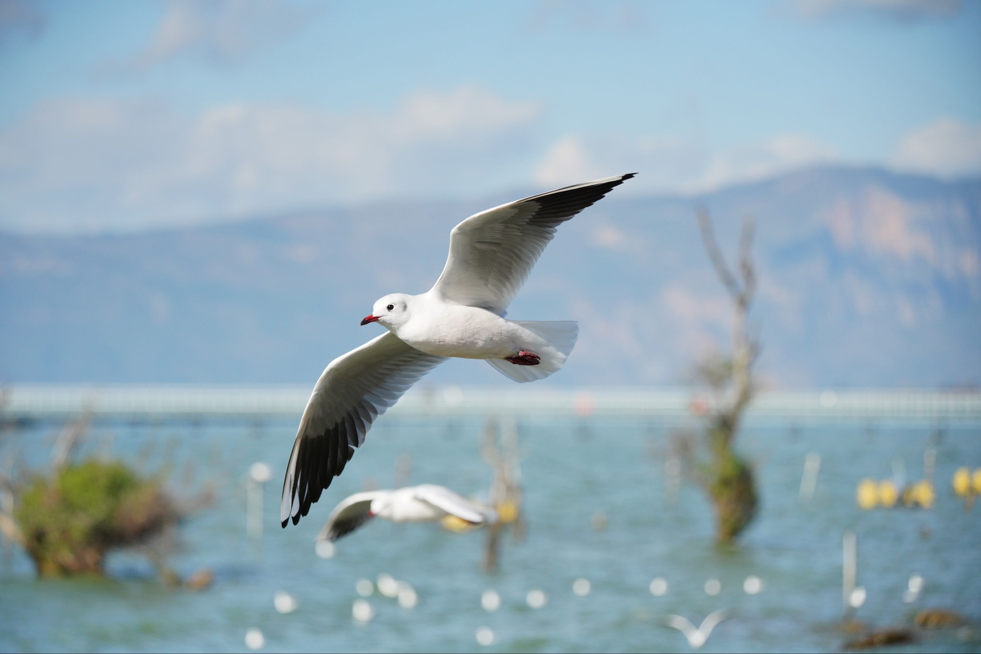 2024快结束了,所有的祝愿与企盼,就托付给红嘴鸥吧😊