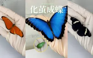 Download Video: 华丽的蜕变 🐛🦋✨