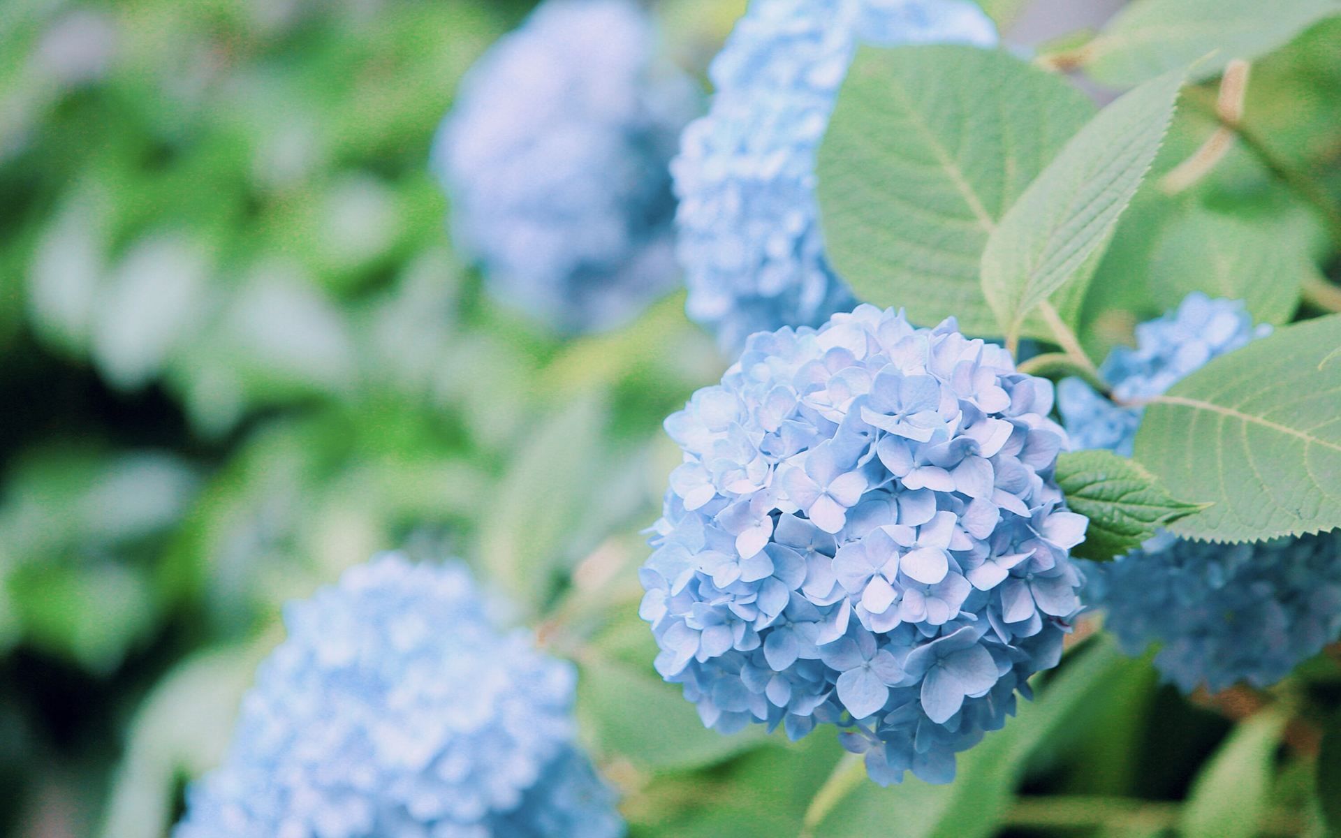 【自然67 | 治愈67 | 清新 | 4k | 夏天】接天莲叶无穷碧,映日