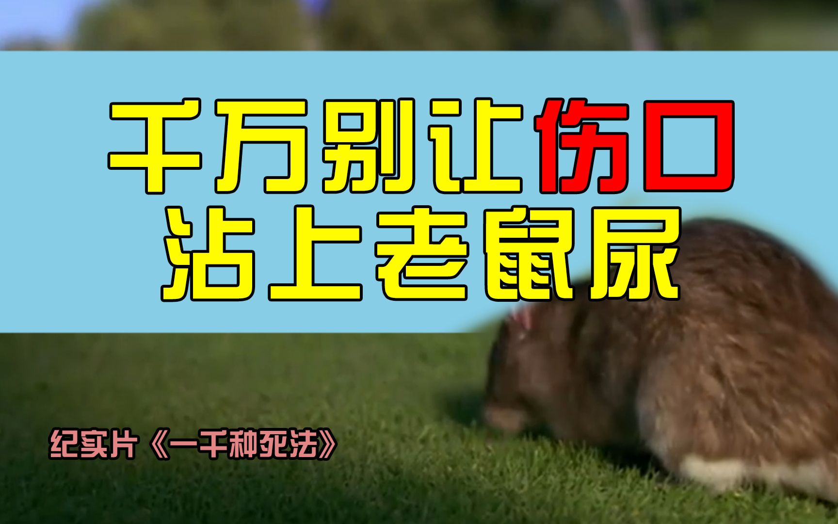 千万别让伤口沾上老鼠尿,后果可能就是命丧黄泉!