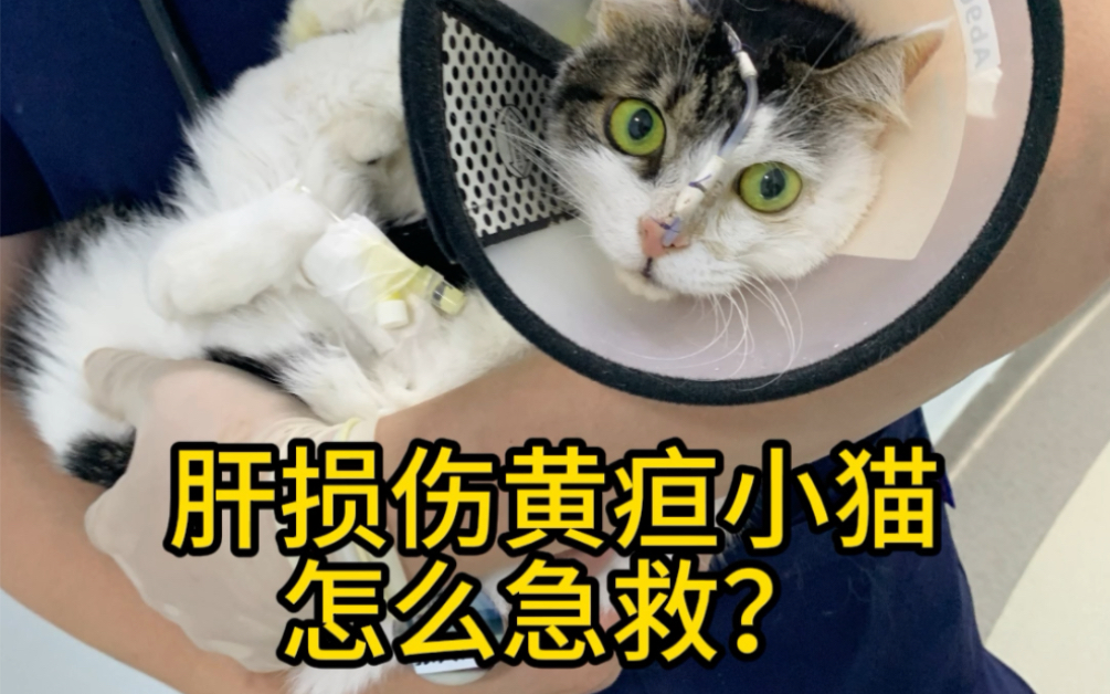 别再饿着猫了!肝损伤黄疸小猫怎么急救?哔哩哔哩bilibili