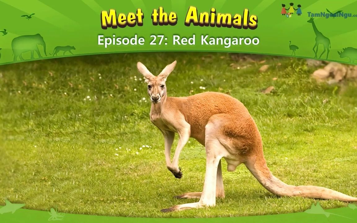 认识动物:红袋鼠Meet the Animals Red Kangaroo哔哩哔哩bilibili