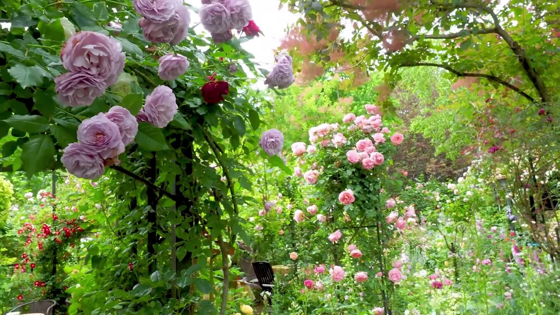 欧风治愈音乐失落的翡翠花园