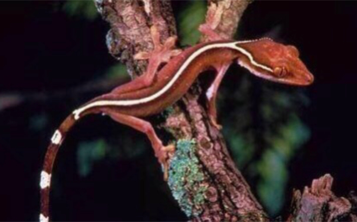 y字守宫饲养教程