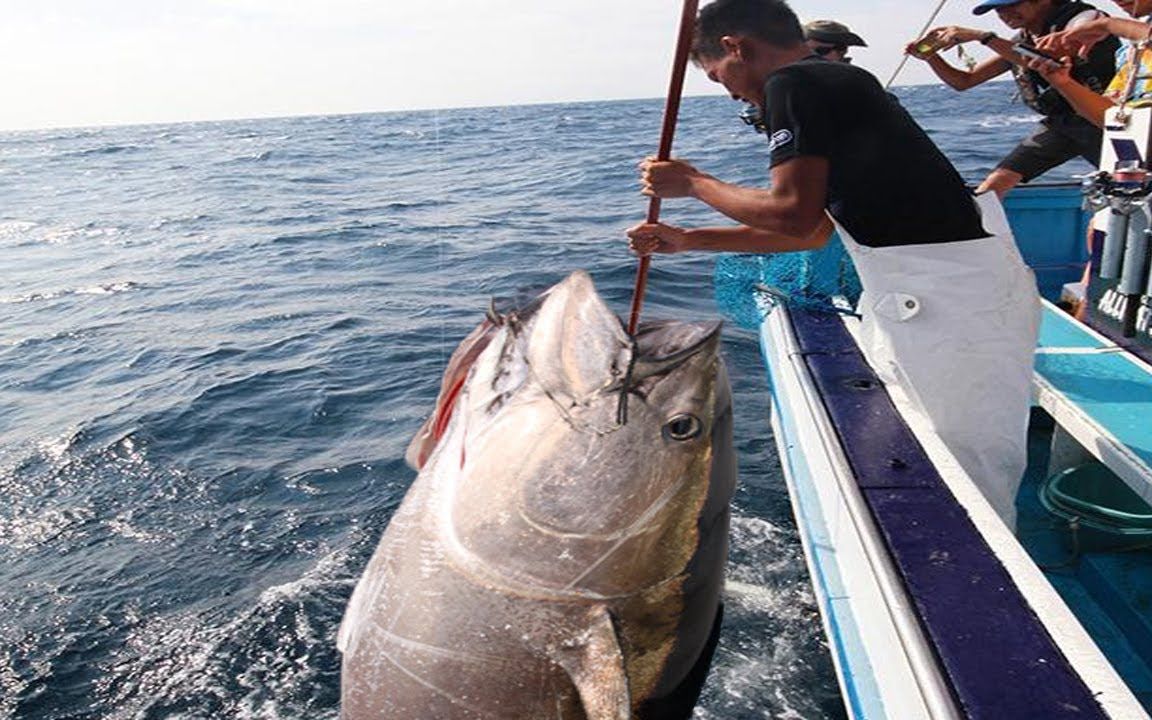 国外顶级蓝鳍金枪鱼纯手钓,巴西小哥遇到金枪鱼群,这是要发财了