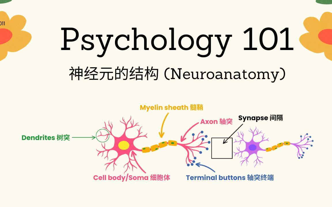 Psychology101|神经元的结构 (Neuroanatomy)哔哩哔哩bilibili