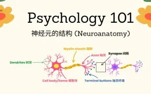 下载视频: Psychology101|神经元的结构 (Neuroanatomy)