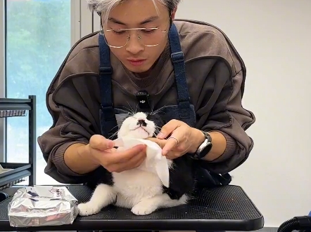 好久没有遇到八嘎了,必须要抓他一期 #猫咪洗护 #鱼大叔洗猫-鱼大叔洗猫日常-鱼大叔洗猫日常-哔哩哔哩视频