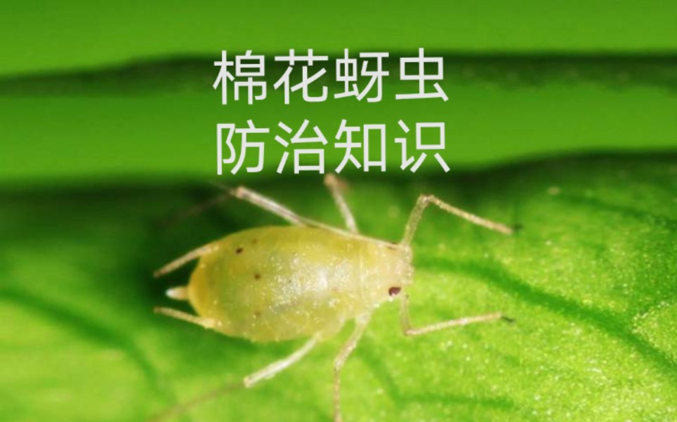 新疆棉花蚜虫防治常识哔哩哔哩bilibili