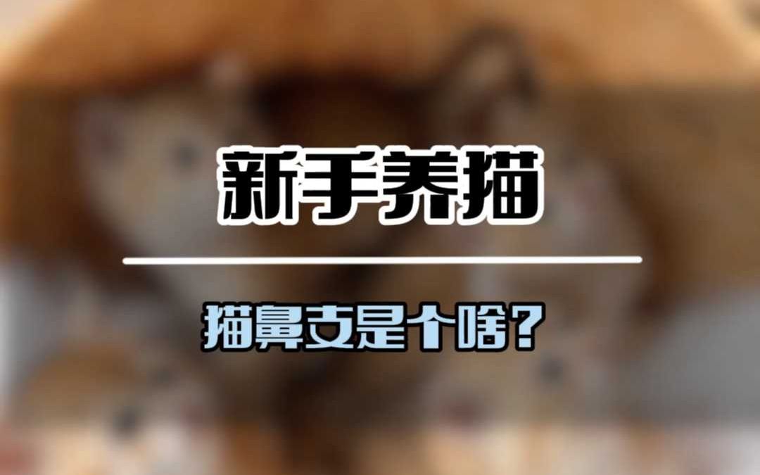 猫鼻支是个啥?是感冒吗?好治吗?哔哩哔哩bilibili