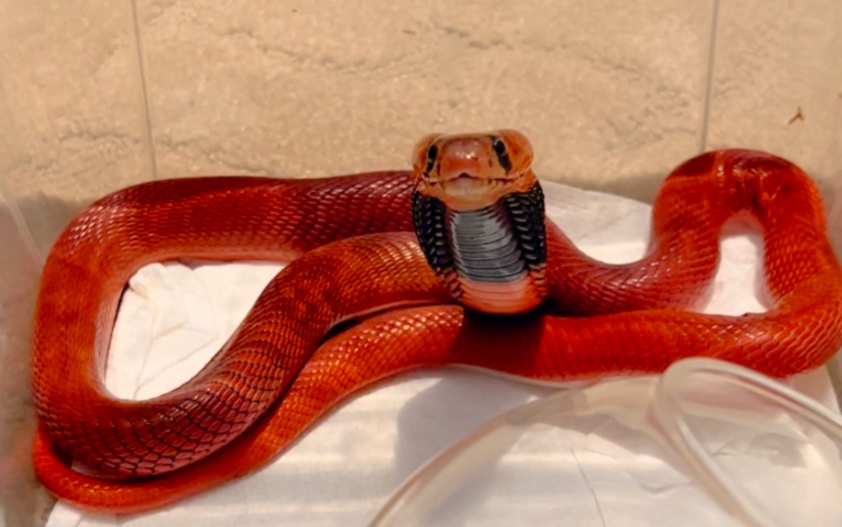 猩红色的毒蛇,红喷毒眼镜蛇喂食