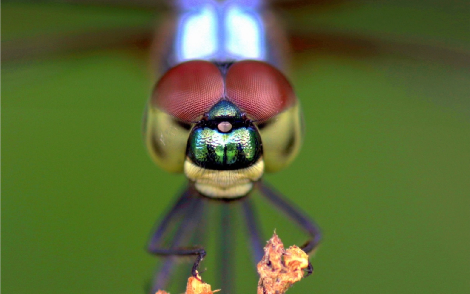 攝影作品 brachydiplax chalybea 橙斑蜻蜓