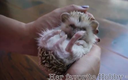 [图]刺猬生活中的一天 !!!A day in the life of a Hedgehog !!!