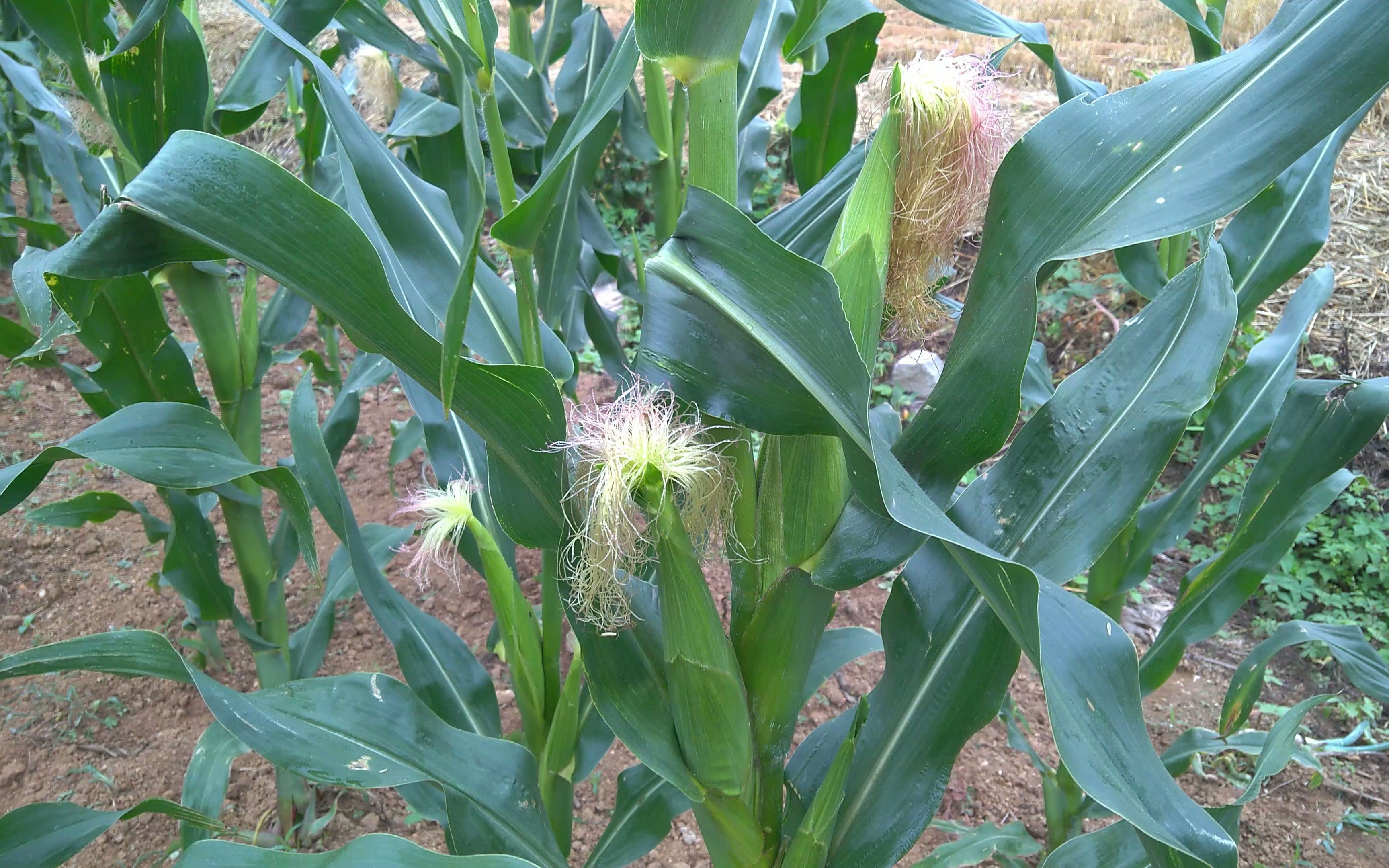 玉米结棒了