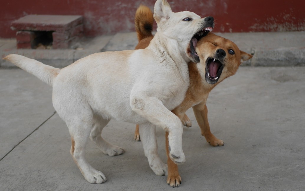中华田园犬vs拉布拉多_哔哩哔哩 (゜-゜)つロ 干杯~-bilibili