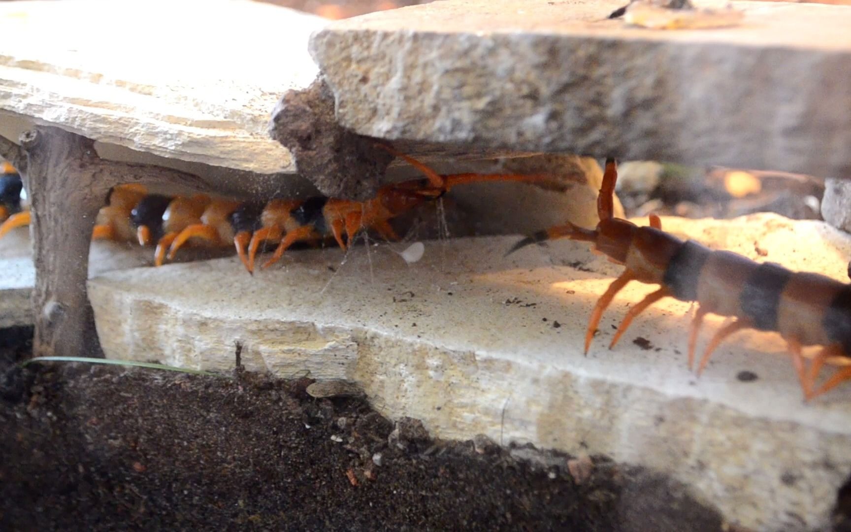 瑰宝巨人蜈蚣交配_哔哩哔哩_bilibili