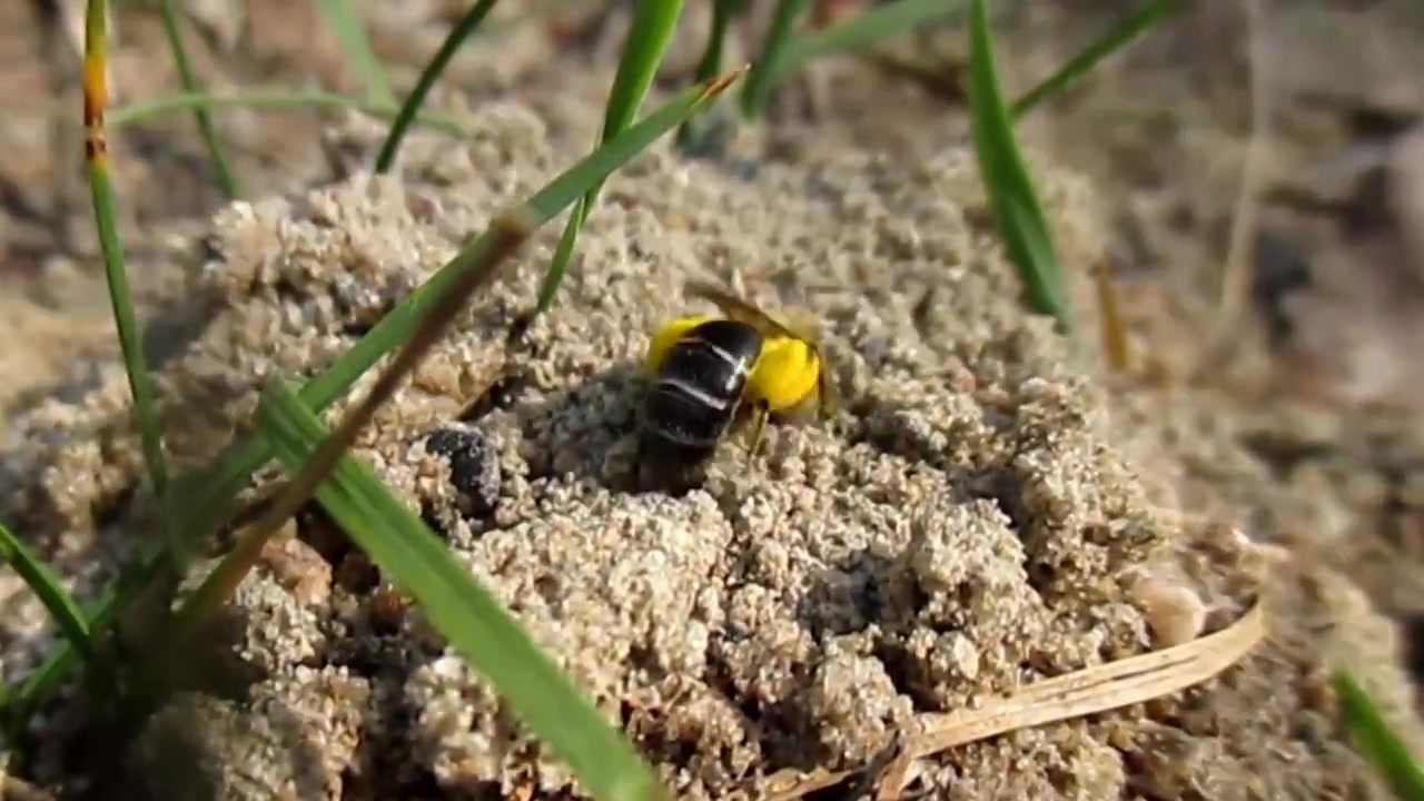 地花蜂筑巢(生肉)#andrena#mining bee_哔哩哔哩 (゜-゜)つロ 干杯