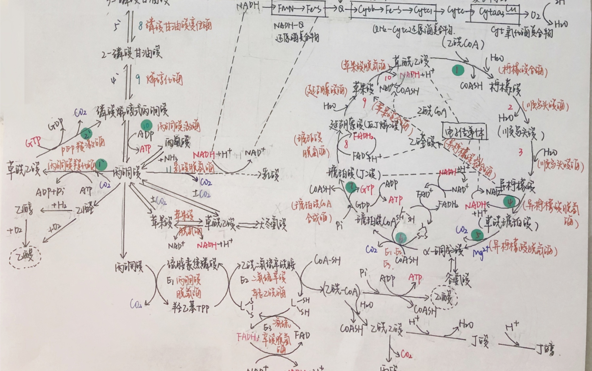 [图]【生物化学】糖代谢汇总图梳理/陈均辉/8分半、很详细