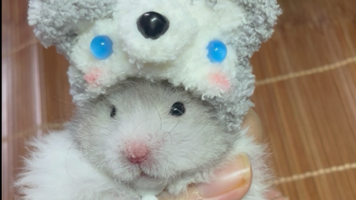 金丝熊团子-真就当孩子养呗