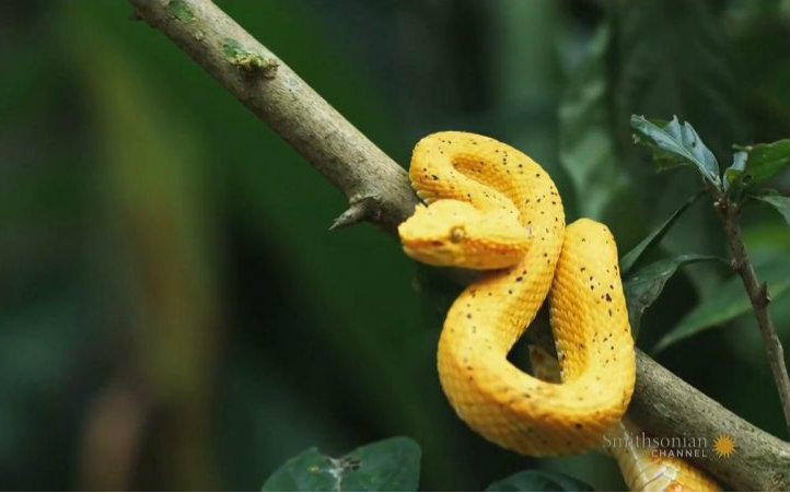 2. 来自黑鳞鸡冠蛇 - 微博