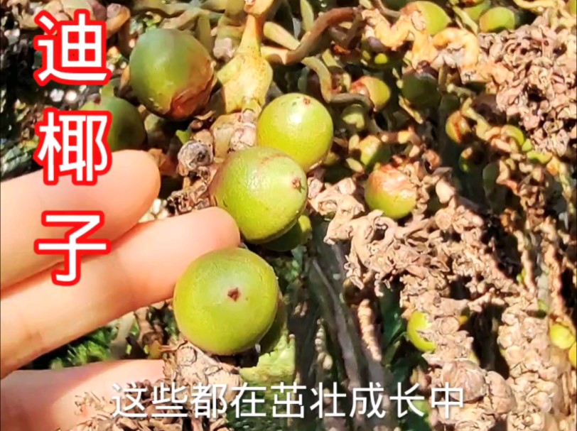 布迪椰子很快就长成了
