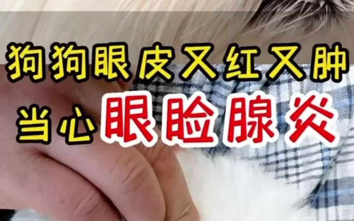 狗狗眼皮又红又肿,当心眼睑腺炎哔哩哔哩bilibili