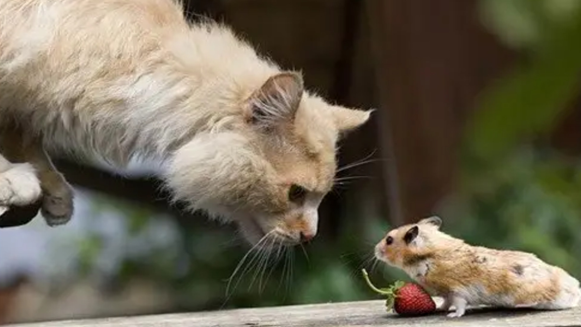 猫捉老鼠天经地义,但是看到狗啄老鼠时,才知道什么叫做克星!