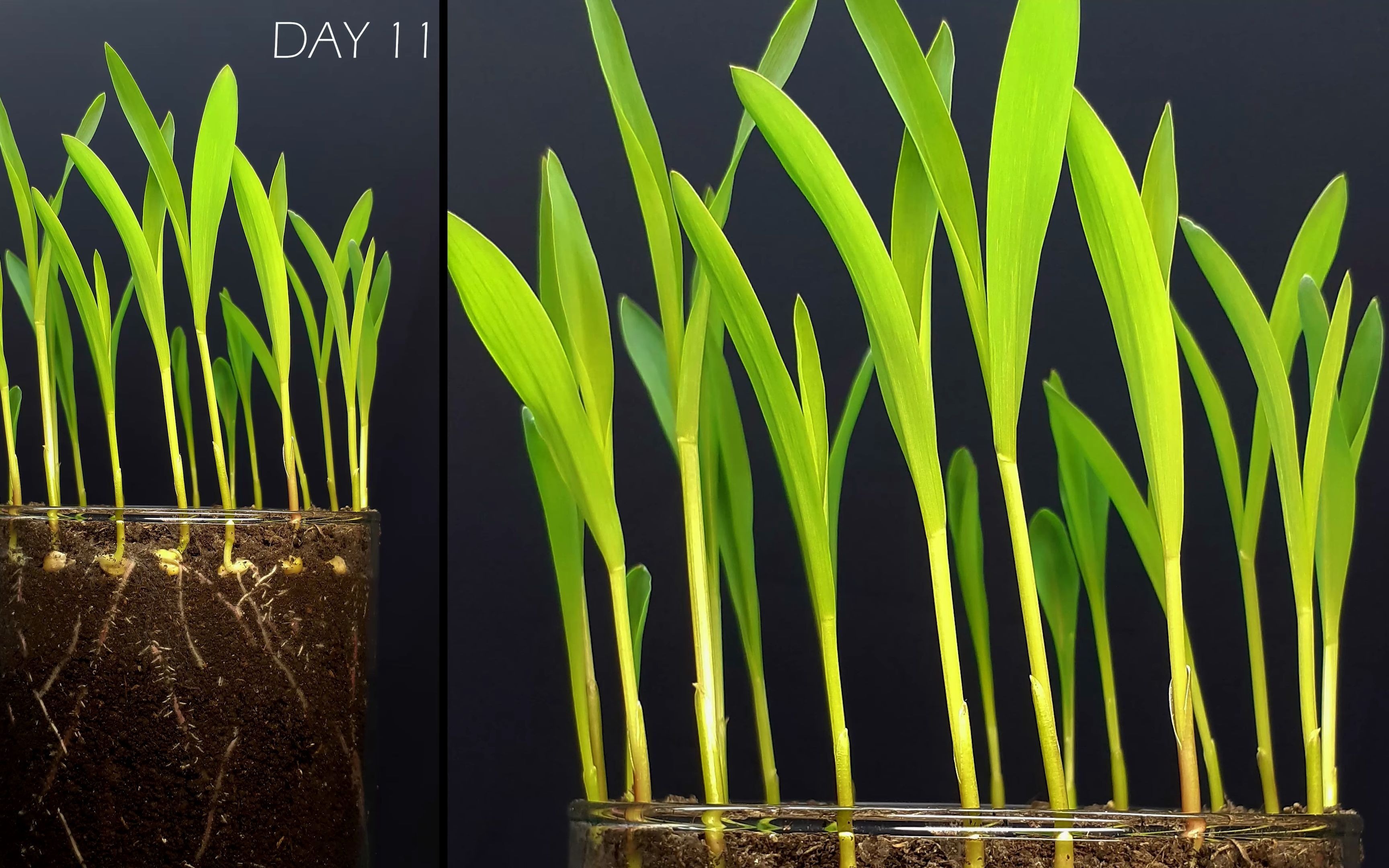 【植物生长过程】Growing corn timelapse哔哩哔哩bilibili