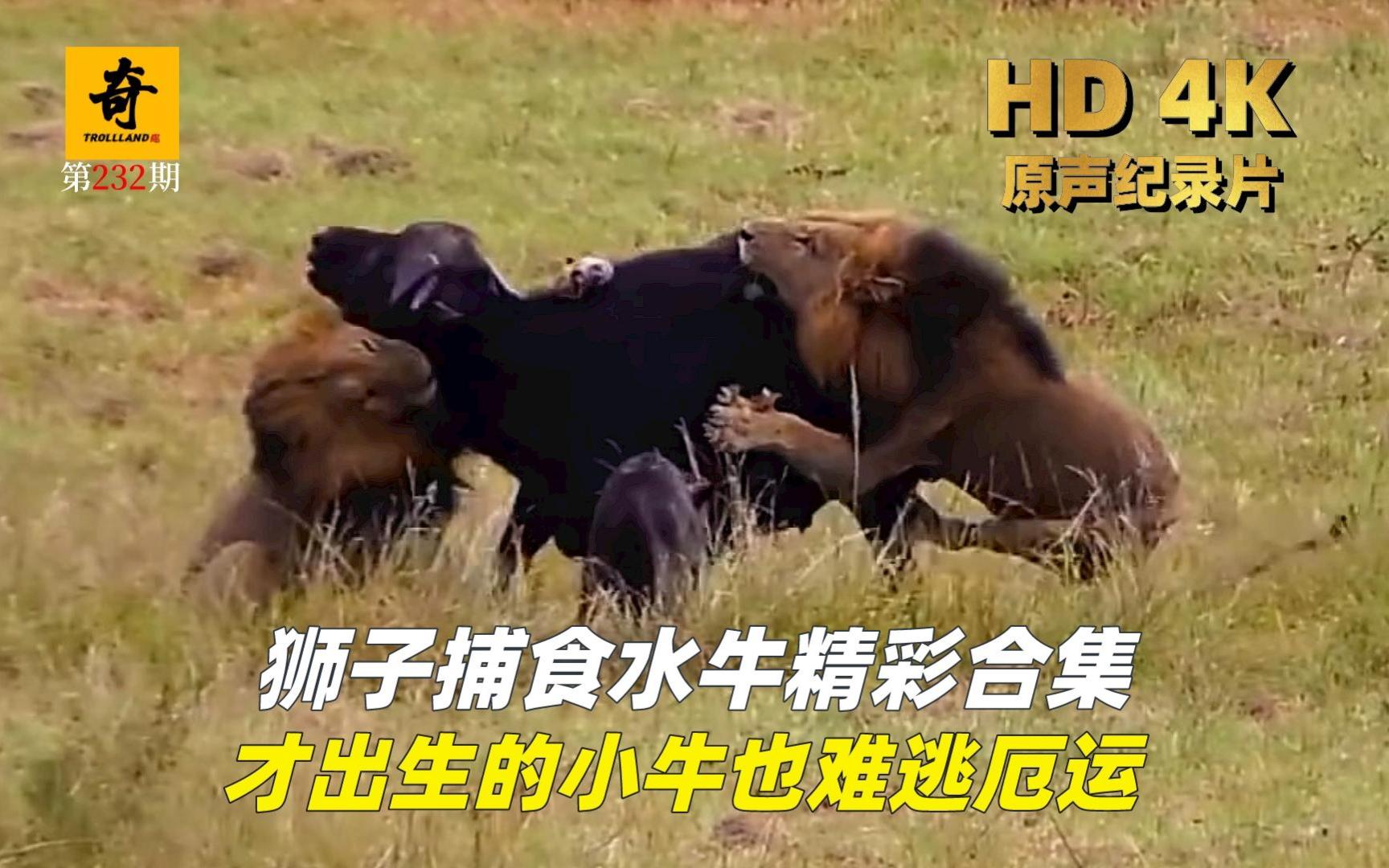 高清原声纪录片，狮子捕食水牛精彩合集，才出生的小牛也难逃厄运