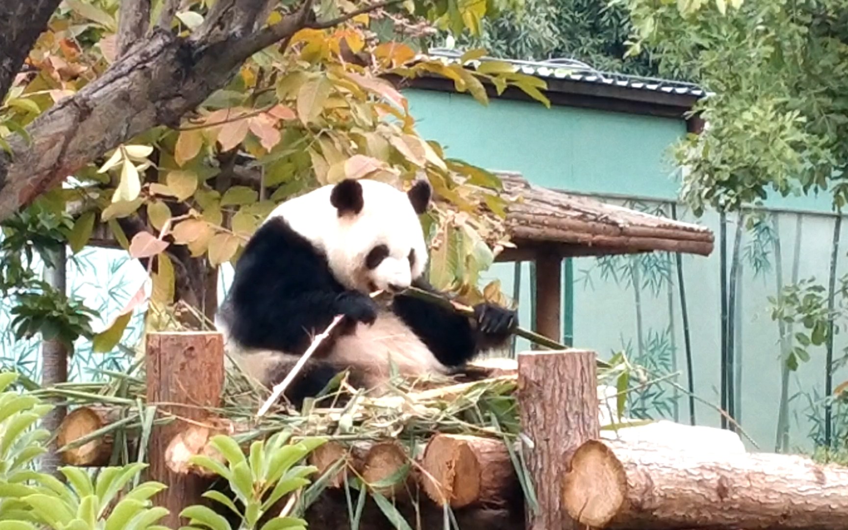 南宁动物园的熊猫 好可爱