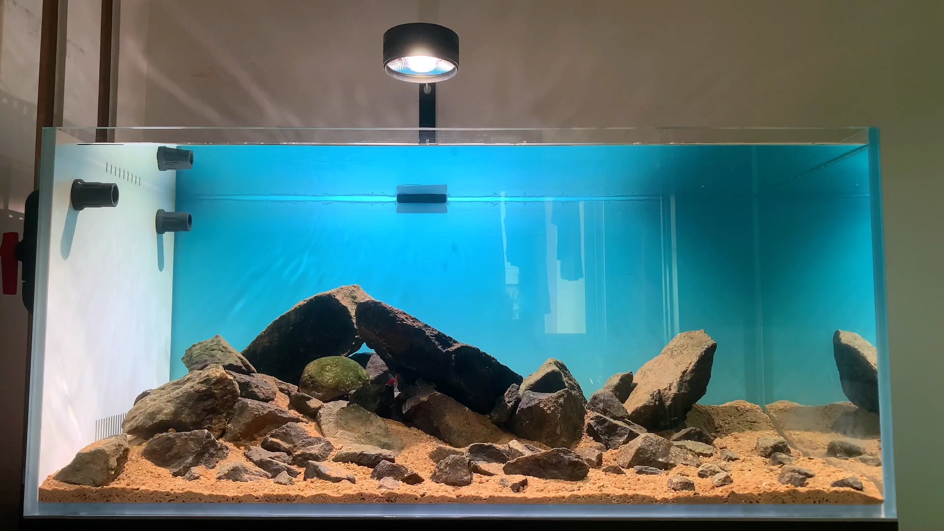 观赏鱼三湖慈鲷原生态造景