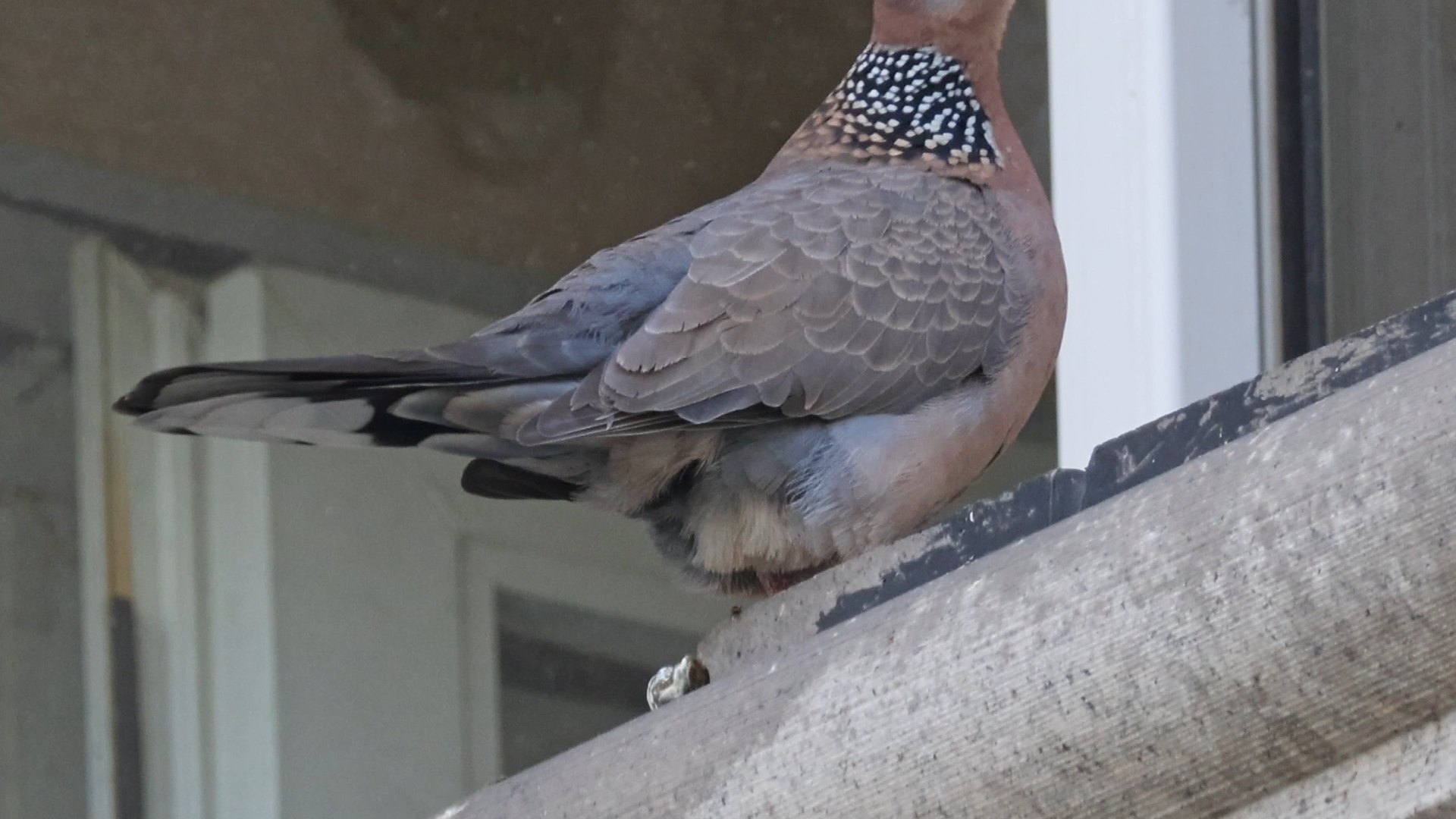 珠颈斑鸠:真丝滑 畅快啊