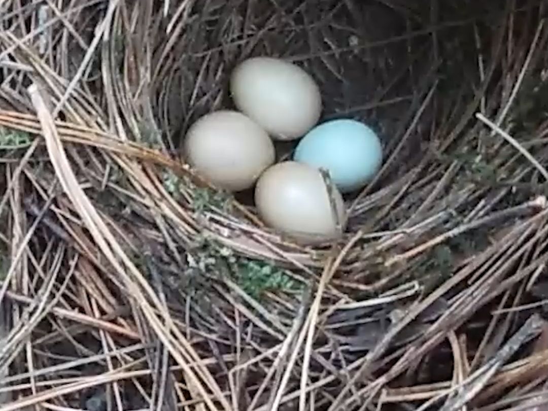 这个鸟窝里有一颗杜鹃鸟蛋,鸟妈妈能看出来吗?